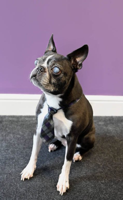 1 Oak Care – Harley Clark Company Mascot 1 Oak Care - Harley Clark Company Mascot