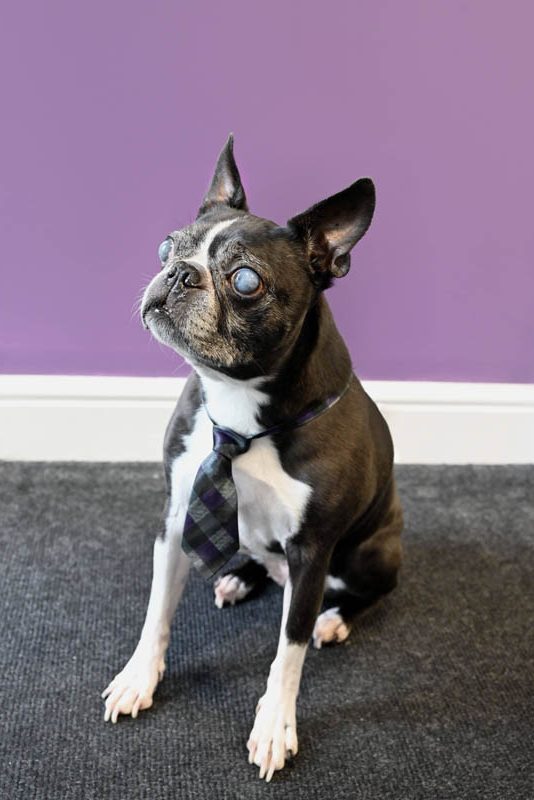 1 Oak Care – Harley Clark Company Mascot 1 Oak Care - Harley Clark Company Mascot