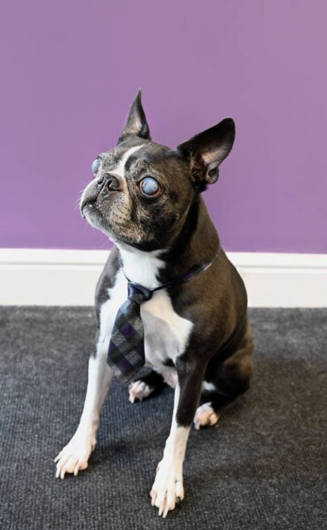 1 Oak Care - Harley Clark Company Mascot